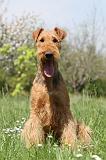 AIREDALE TERRIER 163